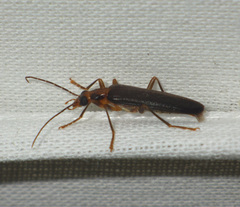 Nacerdes carniolica