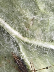 Phytomyza syngenesiae group