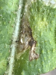 Phytomyza syngenesiae group