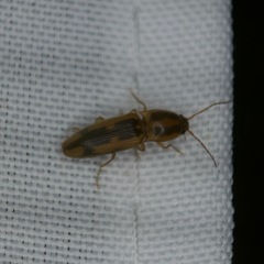 Conoderus vespertinus