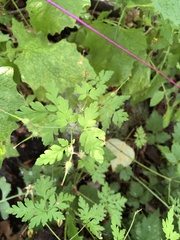 Geranium robertianum