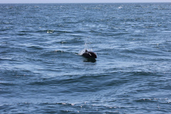 Phocoena phocoena phocoena