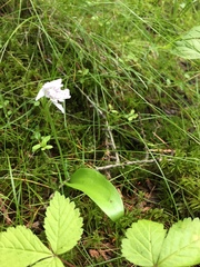 Galearis rotundifolia