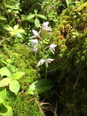 Galearis rotundifolia
