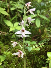 Galearis rotundifolia