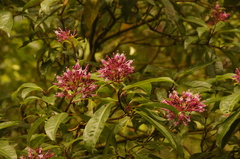 Fuchsia arborescens