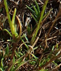 Sabulina dawsonensis