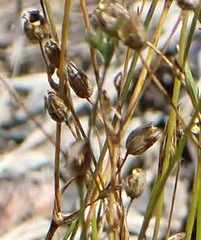 Sabulina dawsonensis