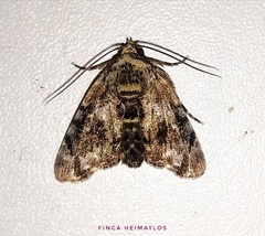 Drobeta