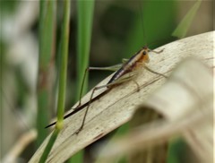 Conocephalus attenuatus