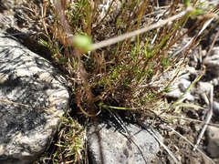 Sabulina dawsonensis