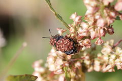 Thanatophilus lapponicus