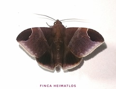 Ophisma nobilis