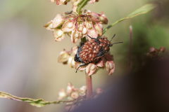 Thanatophilus lapponicus