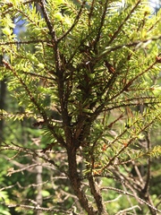 Arceuthobium pusillum