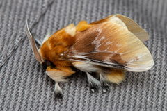 Megalopyge megalopygae