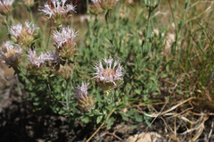 Monardella australis