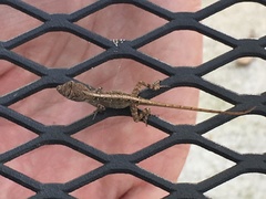 Anolis sagrei