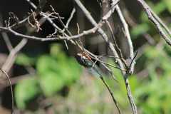 Cornuplura rudis