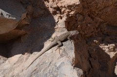 Sceloporus maculosus