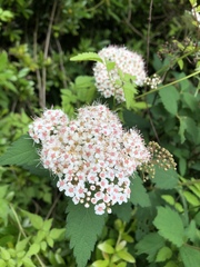 Spiraea formosana