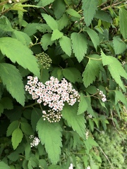 Spiraea formosana