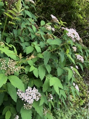 Spiraea formosana