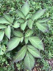 Angelica pubescens