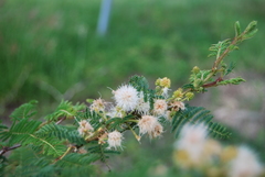 Mimosa galeottii