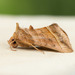 Dark-spotted Looper Moth - Photo (c) David Kaposi, some rights reserved (CC BY-NC), uploaded by David Kaposi