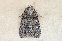 Acronicta tristis