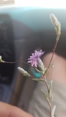 Lessingia leptoclada