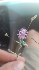 Lessingia leptoclada