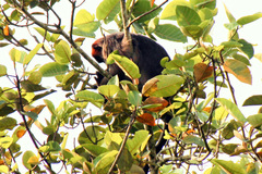 Piliocolobus tephrosceles