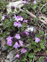 Clinopodium laxiflorum