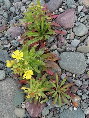 Evening primrose (Oenothera parviflora)