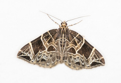 Gandaritis atricolorata