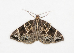 Gandaritis atricolorata
