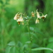 Solanum cardiophyllum - Photo 由 Allen Coombes 所上傳的 (c) Allen Coombes，保留部份權利CC BY-NC