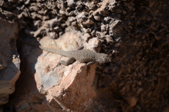 Sceloporus maculosus