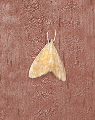 Glaphyria sesquistrialis