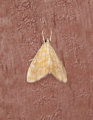 Glaphyria sesquistrialis