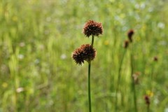 Juncus bolanderi