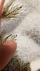 Myriophyllum sibiricum