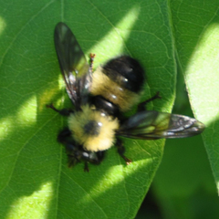 Laphria thoracica