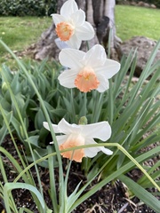 Narcissus poeticus