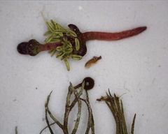 Myriophyllum sibiricum