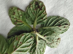 Puccinia menthae