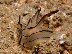 Thecacera