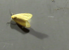 Pareuchaetes insulata